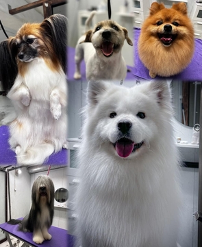 Turkinhuolto / Trimmaus - WORKSHOPIT